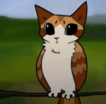 Meowl kingdom