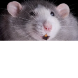 rat and possum pradise