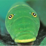 The Gaming Caterpillar Official Group