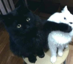 Floof, Coco & Co.