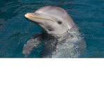 the lone dolphins