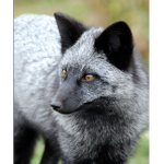Night Sky Foxes