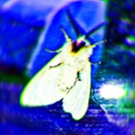 travler and Moth Productions