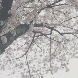 霜