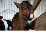 milk milk we love milk!!!!!!!!!!!!!!