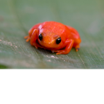 Little Froggies Middle School