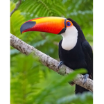 Toucan Team