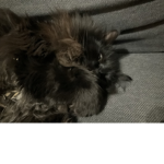 KiTtYsQuAd12345