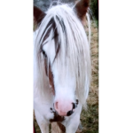 The Horse Members