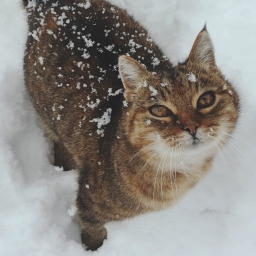 ❄