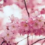 Heart.blossoms