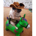 Don pepito de elite