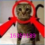 LockedOnCats