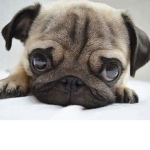 My little Puggles For life