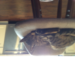 animals are cute and Soft