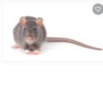 You all are rats(I love rats)