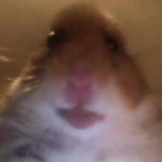 Clan of the Hamsters