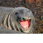Seal crash