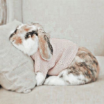 BUNNYYYS