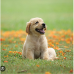 The Tiny Dogs