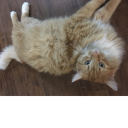 Mike the cat area!