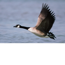 gooselings