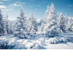 Snow Wonderland