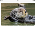 Otter #### so ####