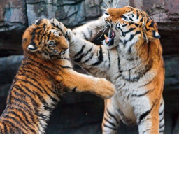 The Tiger Army!'s Place Number: 1