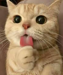 Kittie Takers
