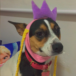 Shop da Lulu