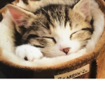 Cats are smart