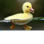 Duck group for friends
