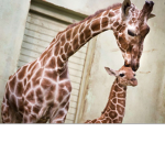 •die.Giraffen•