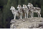 My Wolf Pack <3