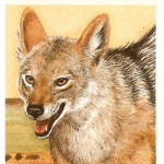 The Egyptian Jackals