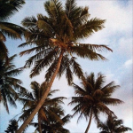 riley’s palm trees