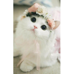 Cutie Cat Club!