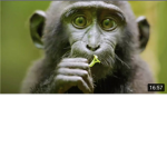 Monke monke ONLY group