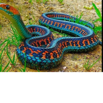 Snakeattack