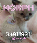 /morph