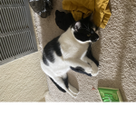 Cat!!!!!! Are cool