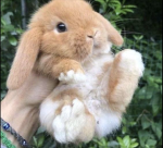 Bunnies are cute!!!