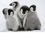 Care about animals