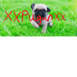 Pug YT Army!