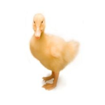 ducky gang#