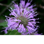 purple726621
