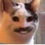 cat bois ya