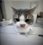 kyuuuki
