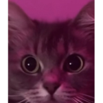 Cat Kitty cat!?